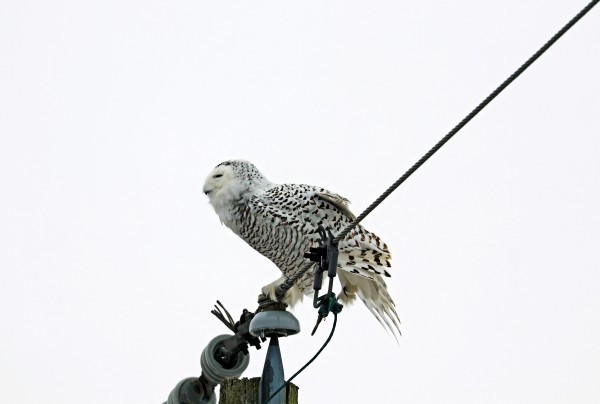 Snowy Owl Balancing Act by Deb Oppermann